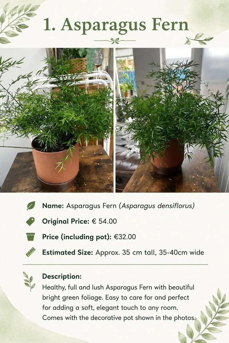Premium Indoor plants with decorative pots - Image 1