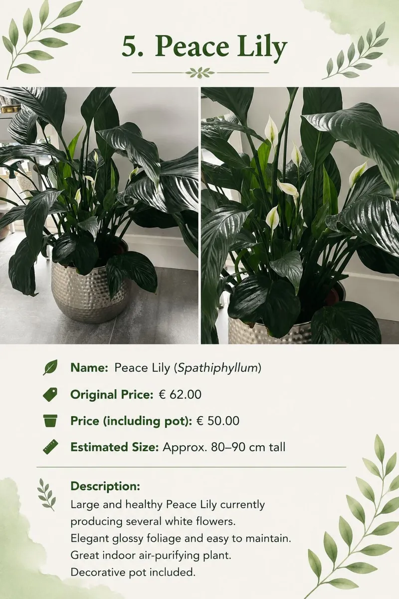 Premium Indoor plants with decorative pots - Image 2