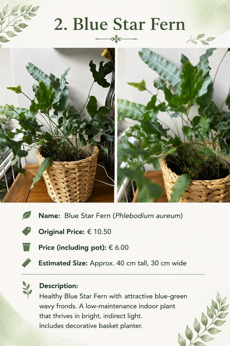 Premium Indoor plants with decorative pots - Image 3