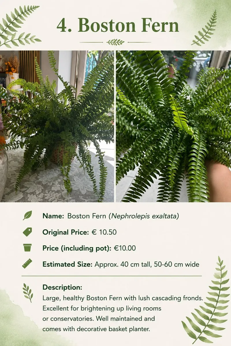 Premium Indoor plants with decorative pots - Image 4