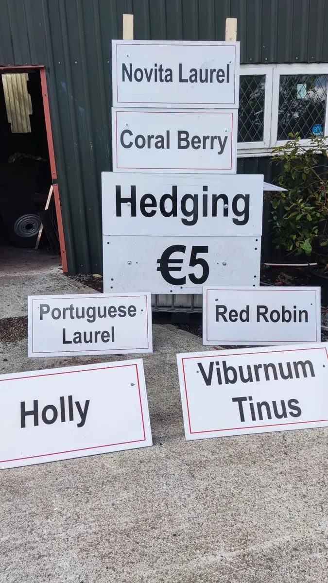 Hedging in Variety in 3 litre pot from 5 euro - Image 1