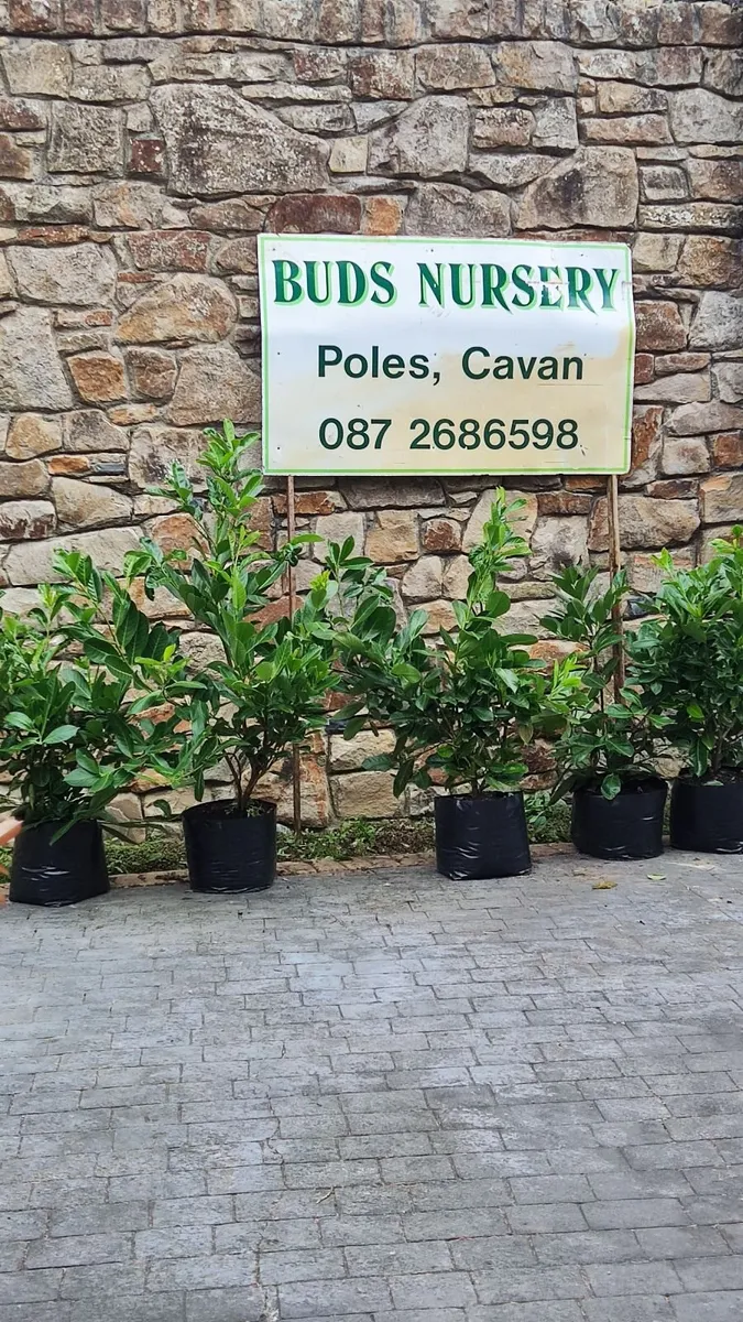 Hedging in Variety in 3 litre pot from 5 euro - Image 2