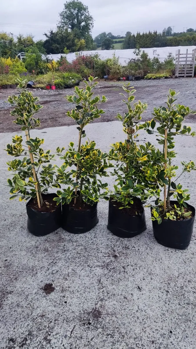 Hedging in Variety in 3 litre pot from 5 euro - Image 4