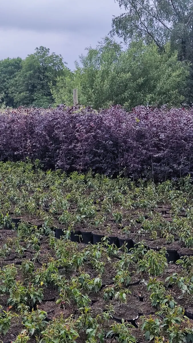 Hedging in Variety in 3 litre pot from 5 euro - Image 3