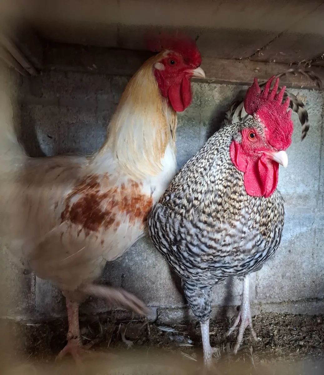 Marley rooster - Image 2