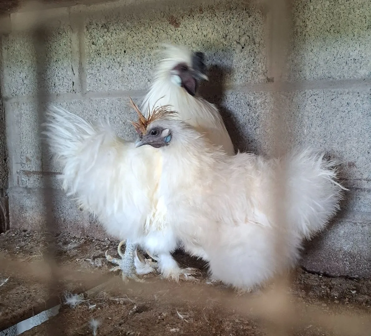 Marley rooster - Image 1