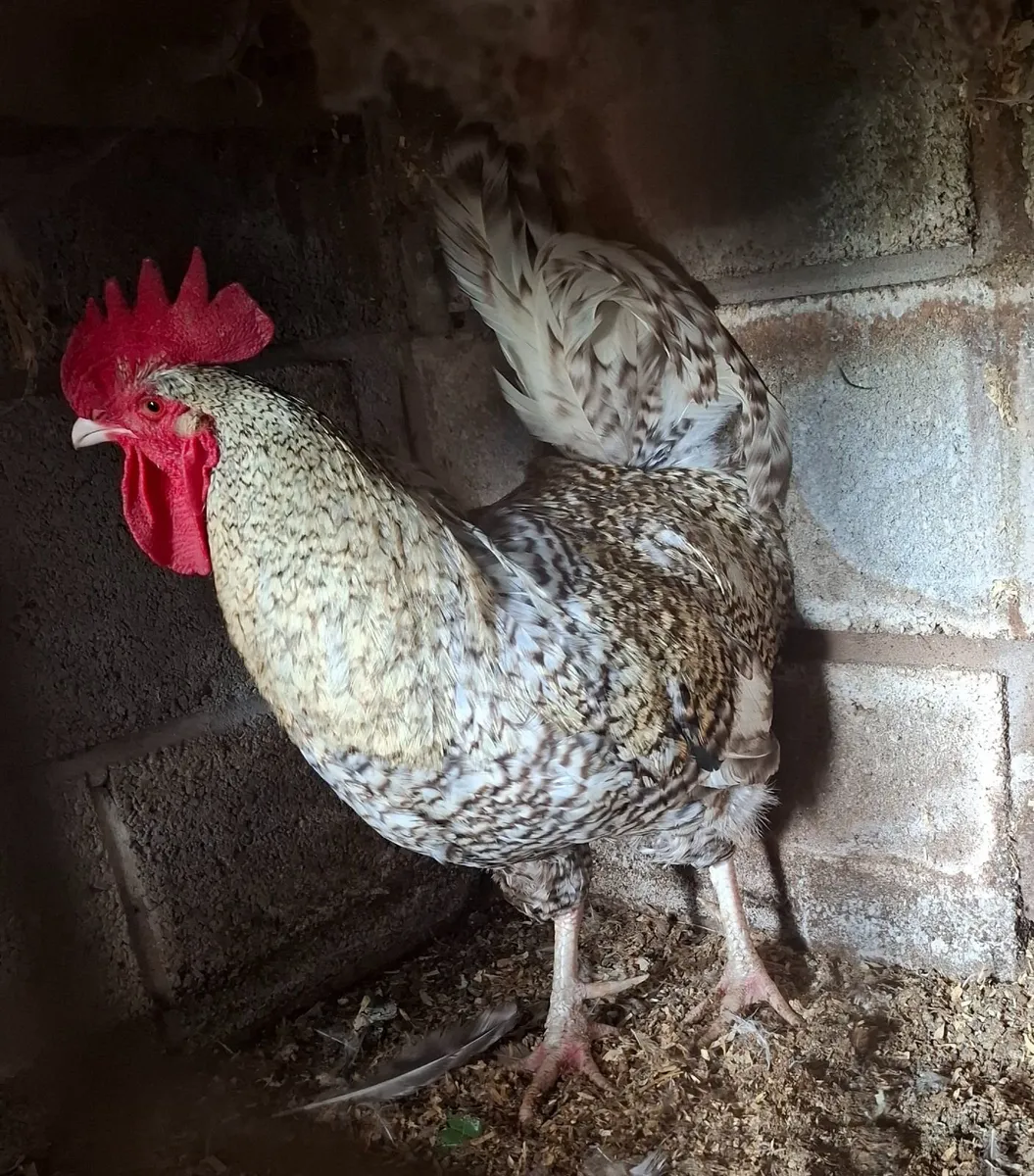 Marley rooster - Image 3