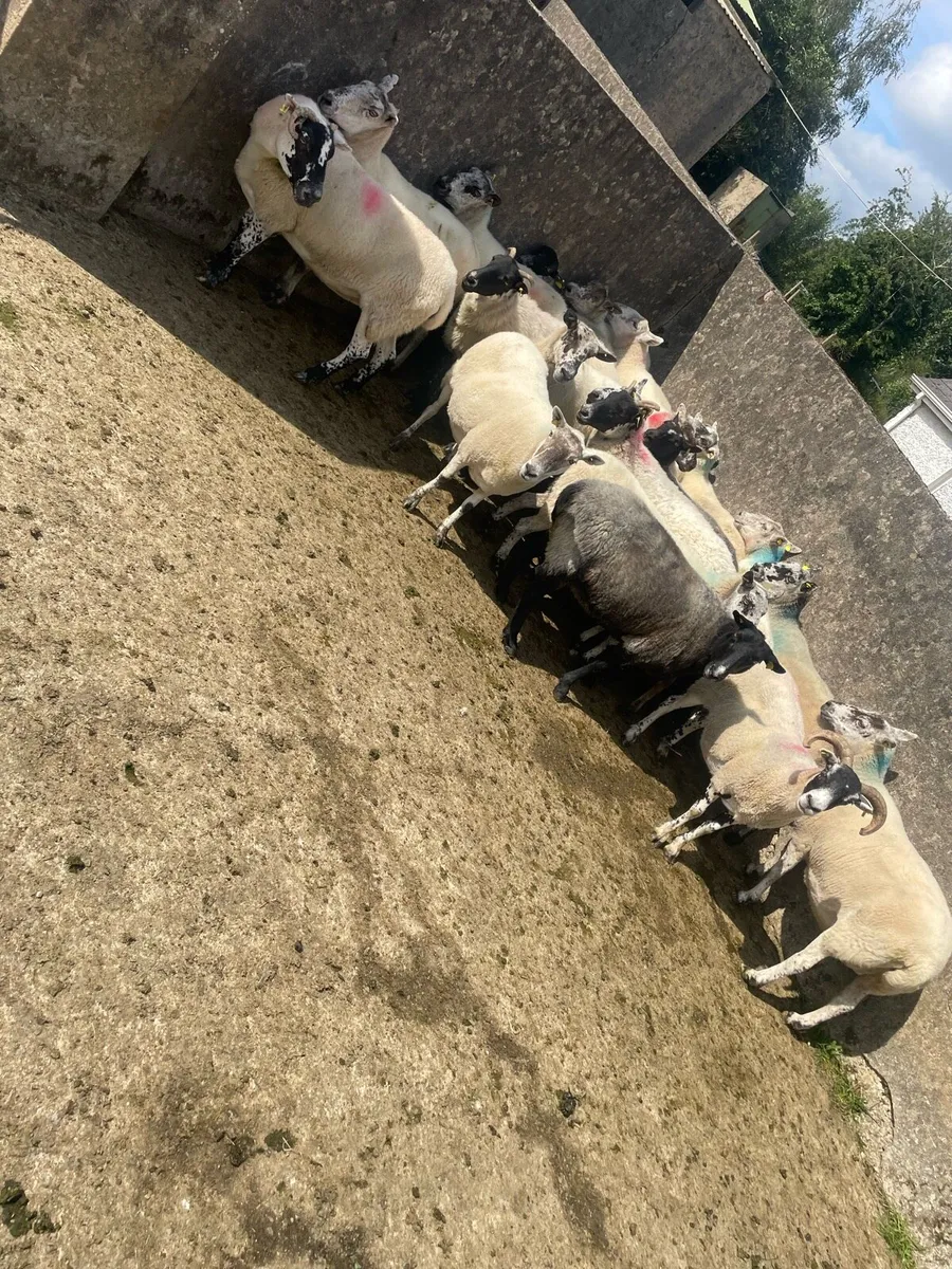 Breeding ewes - Image 1