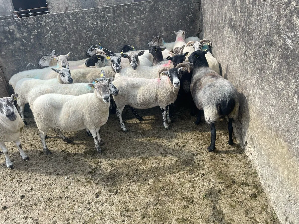 Breeding ewes - Image 2