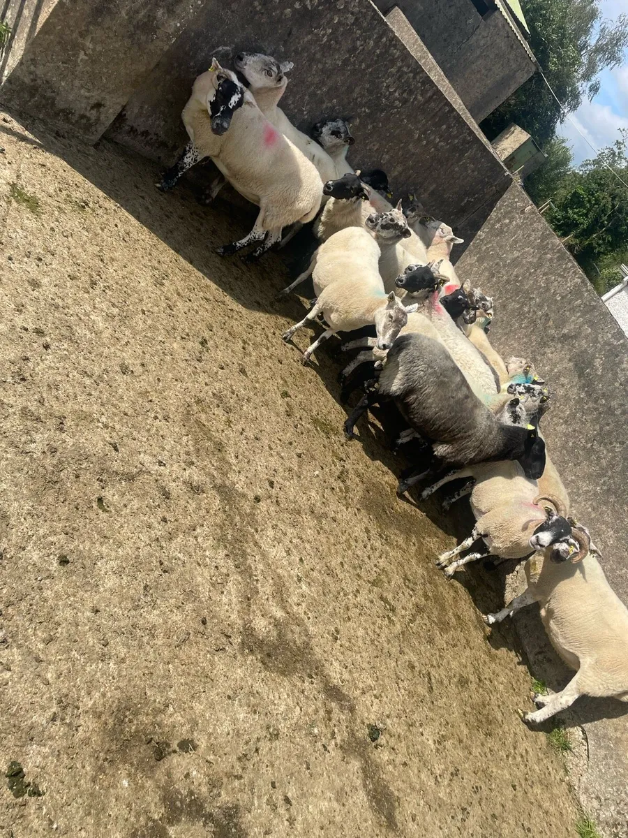 Breeding ewes - Image 3