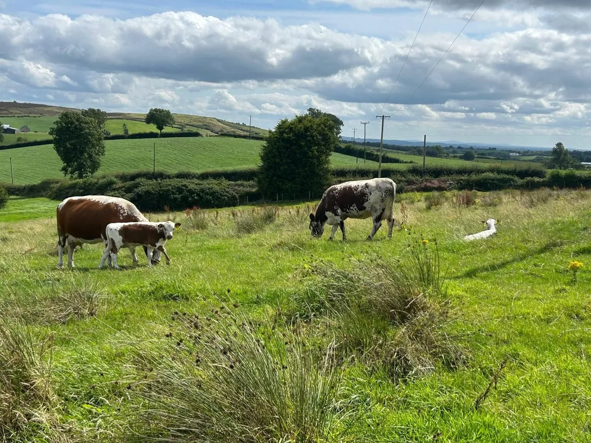 Pedigree Irish Moiled cows with bull calf at foot - Image 1