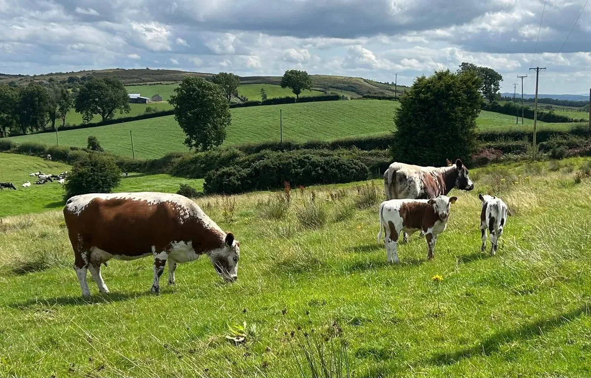 Pedigree Irish Moiled cows with bull calf at foot - Image 3