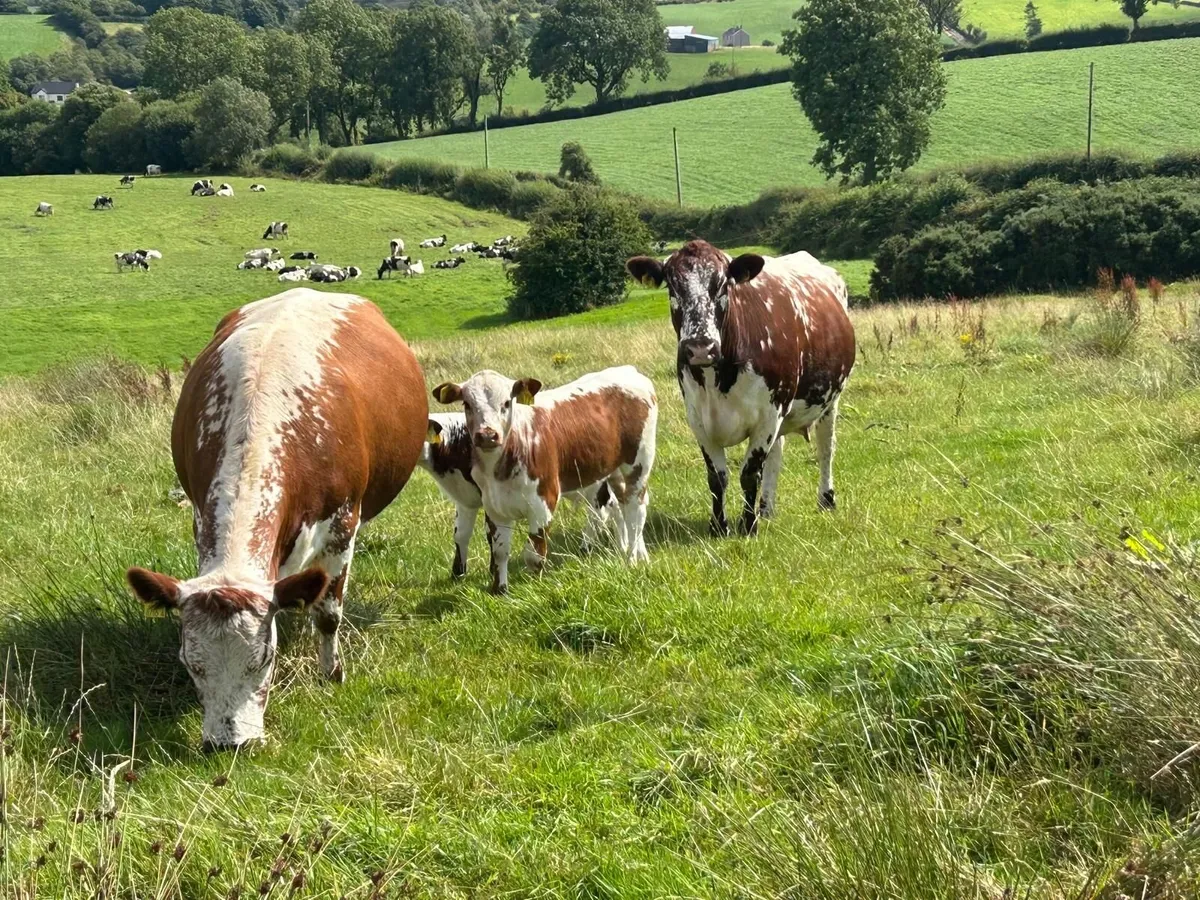 Pedigree Irish Moiled cows with bull calf at foot - Image 4