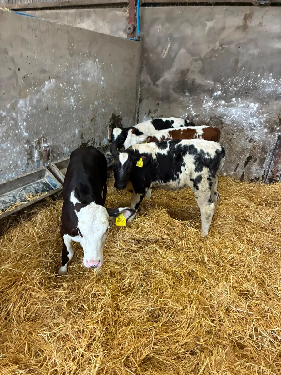 Reared heifers - Image 4
