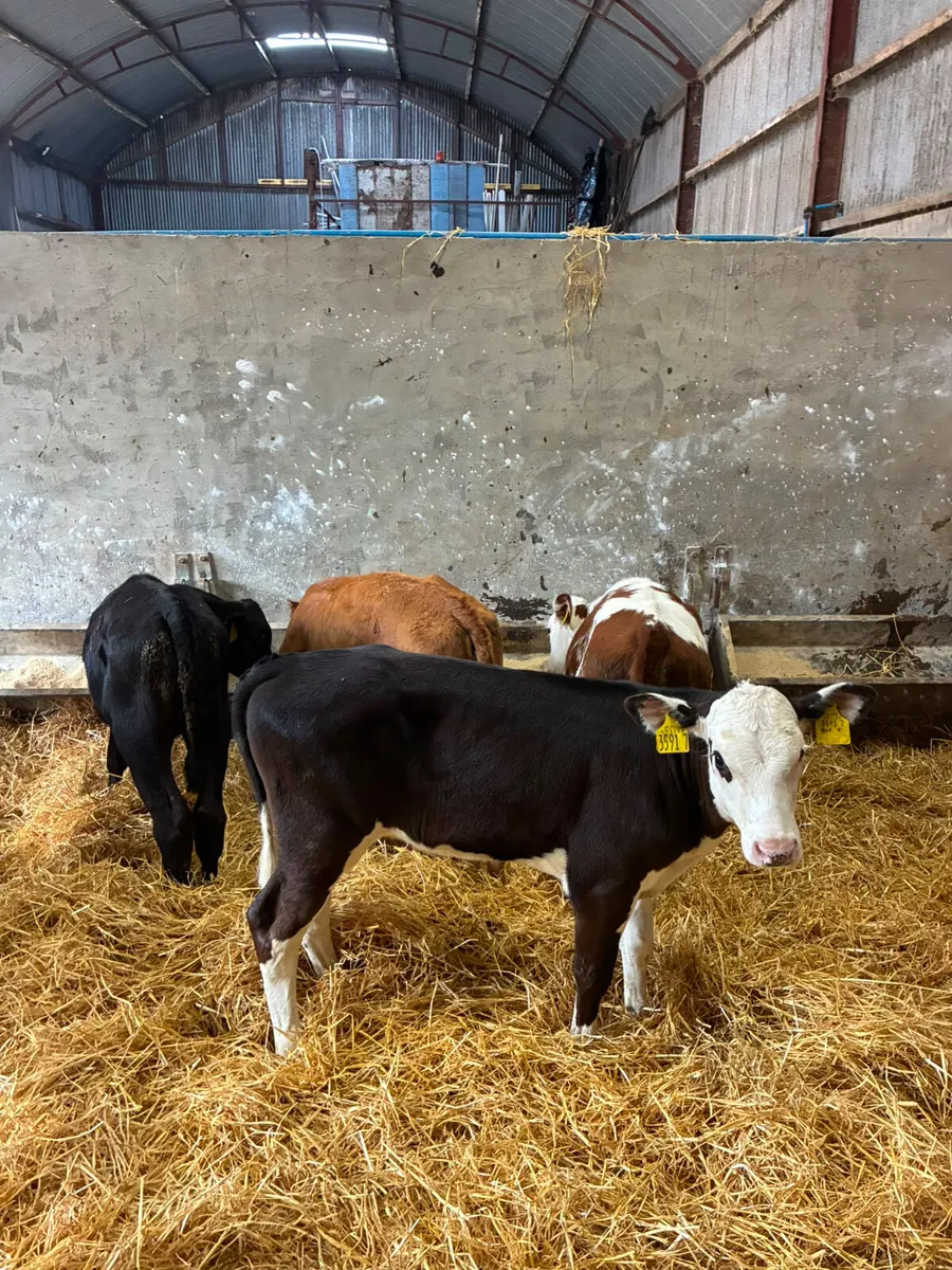 Reared heifers - Image 1