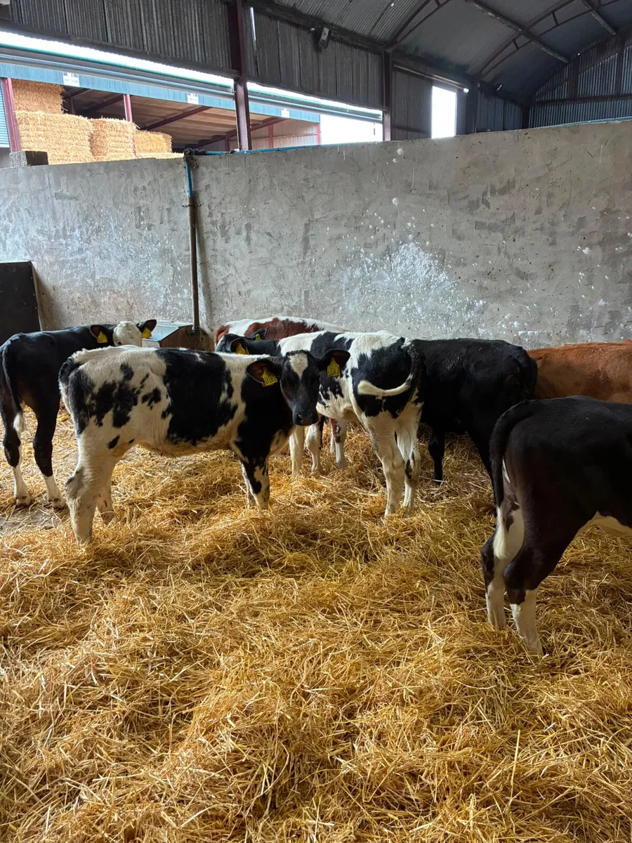 Reared heifers - Image 3