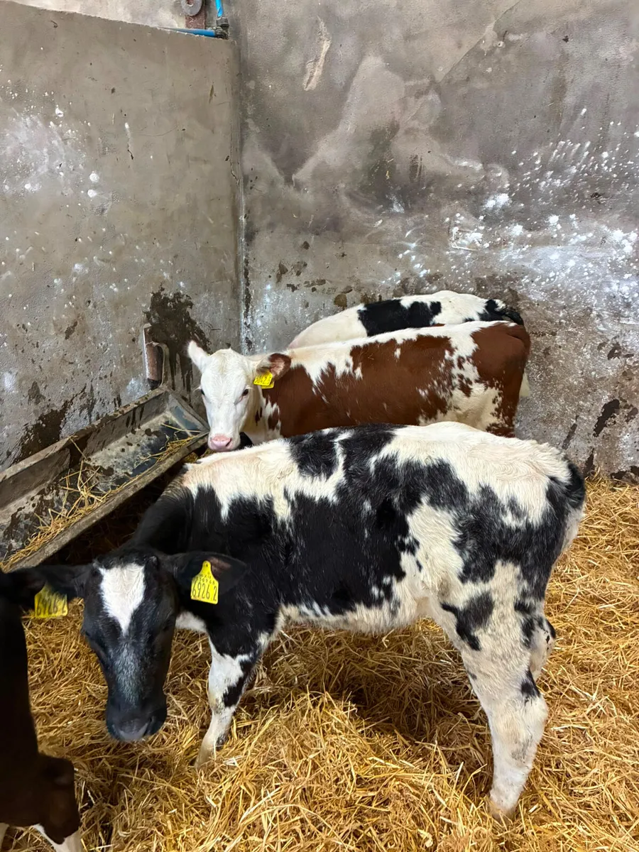 Reared heifers - Image 2