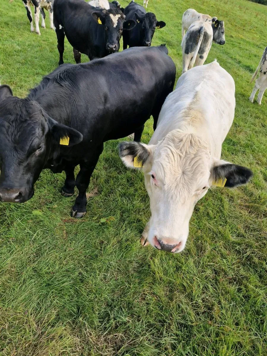 Bullocks - Image 1