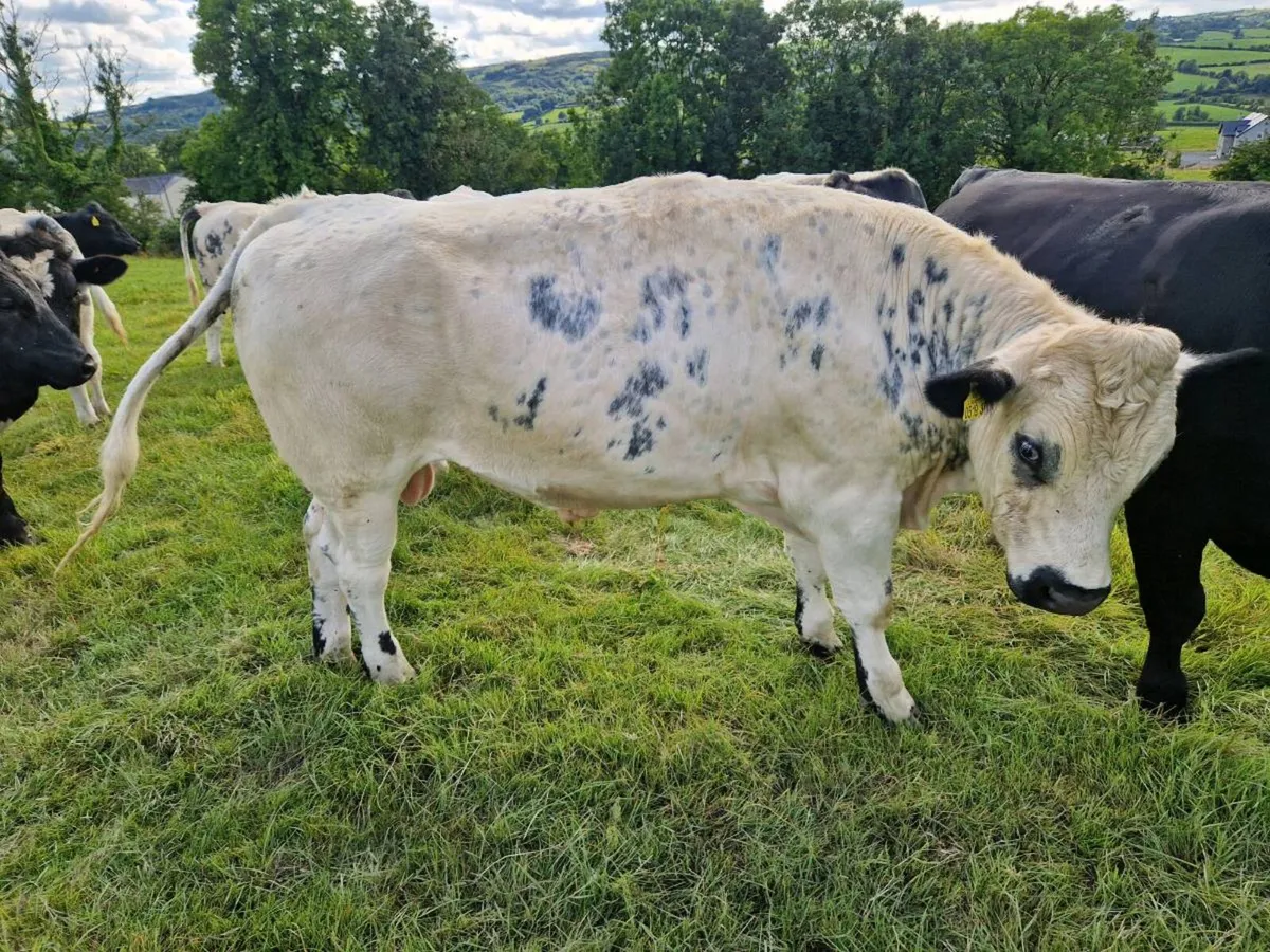 Bullocks - Image 2