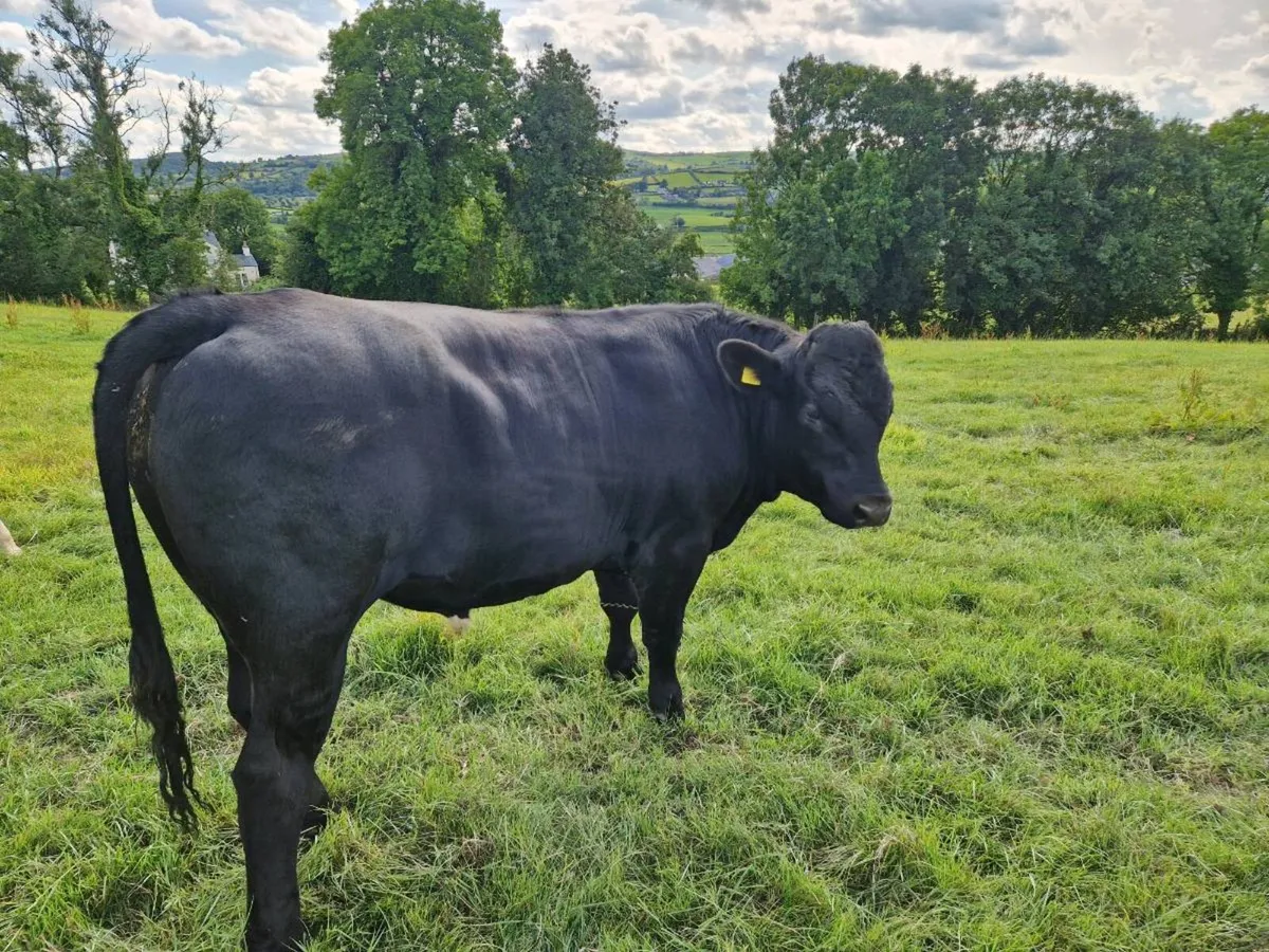Bullocks - Image 4