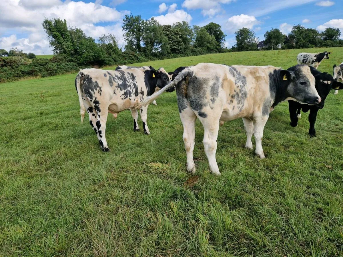 Bullocks - Image 3
