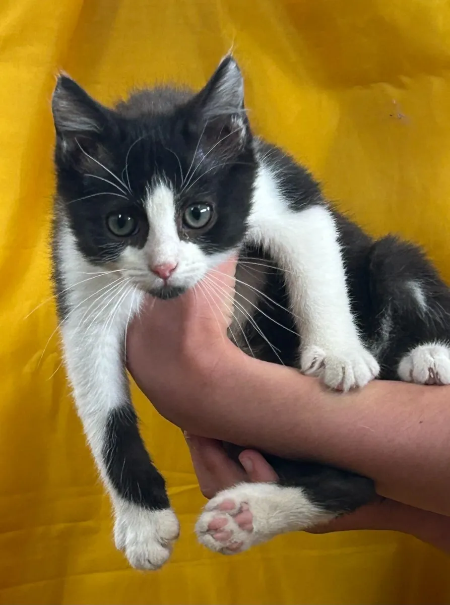 kittens - Image 1