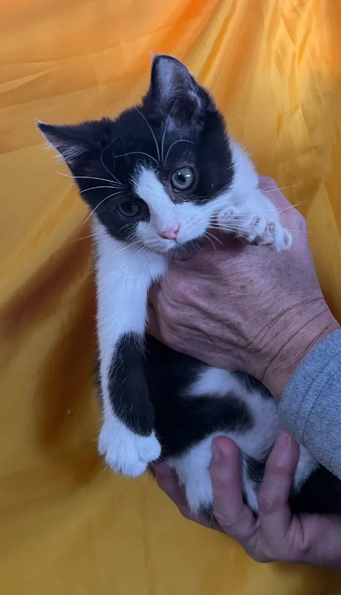 kittens - Image 2