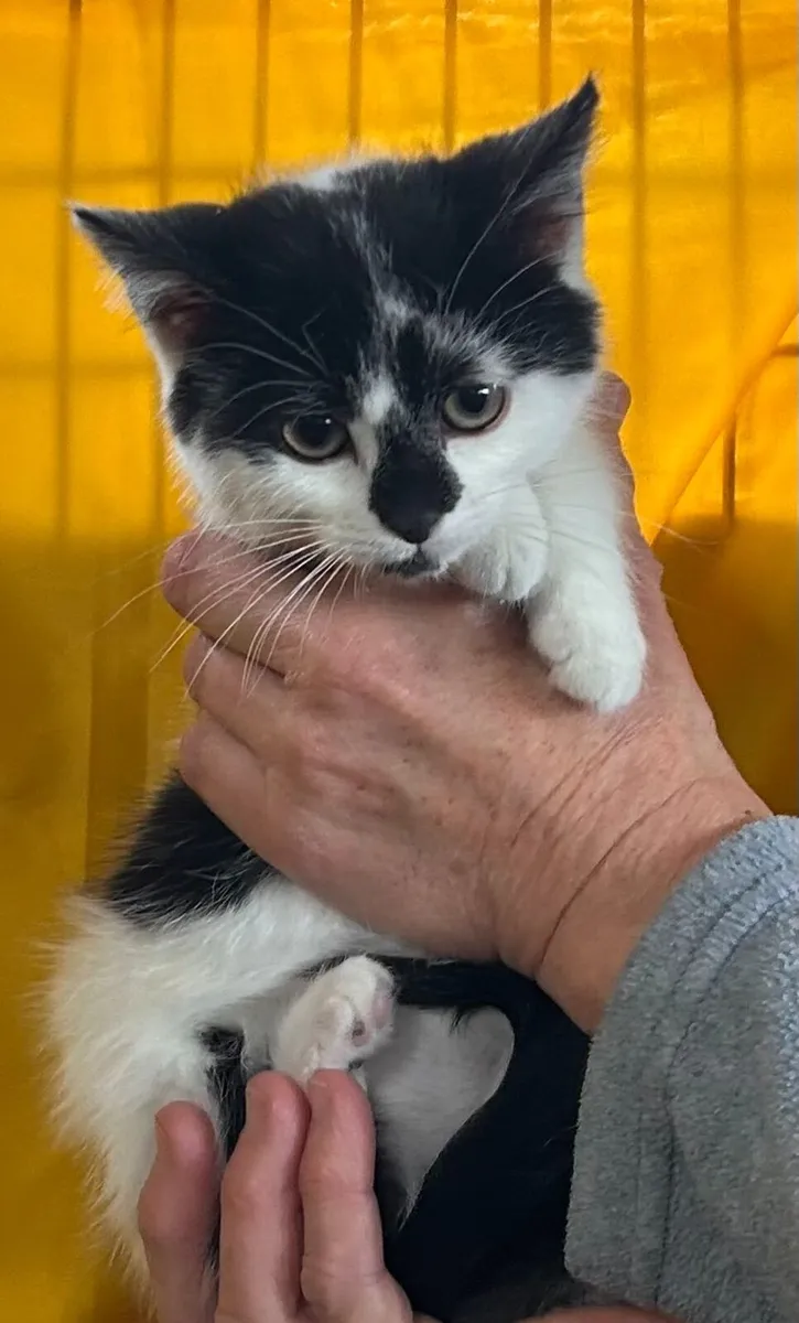 kittens - Image 3