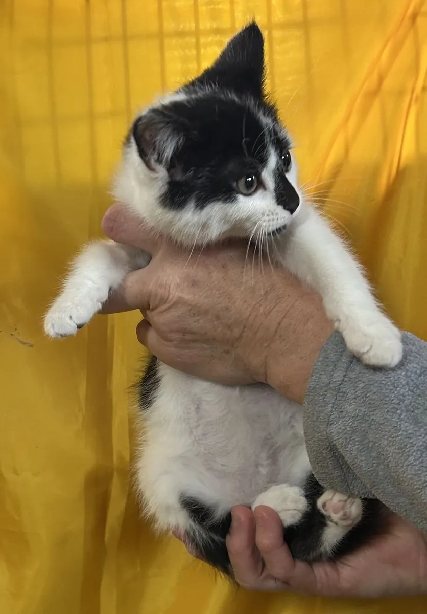 kittens - Image 4