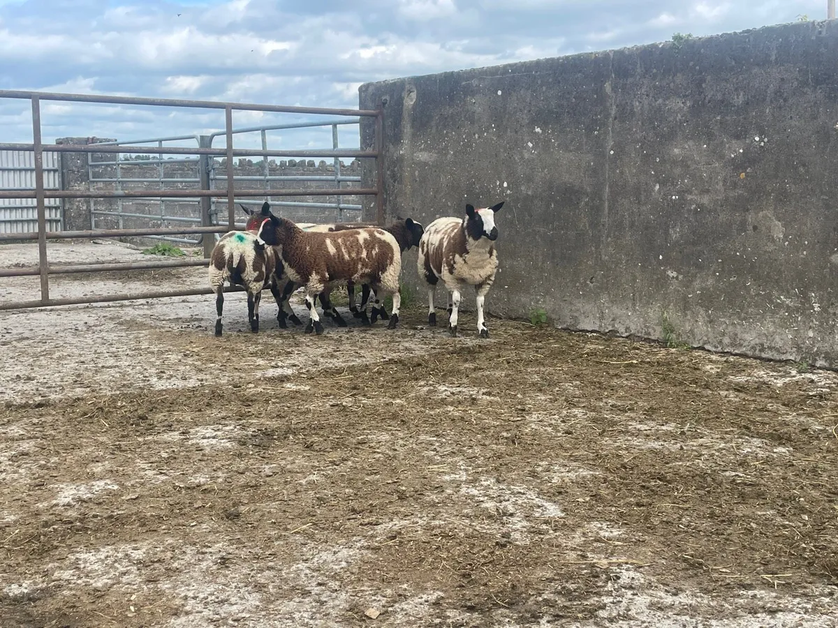 Organic Dutch spotted Ewe lambs - Image 3