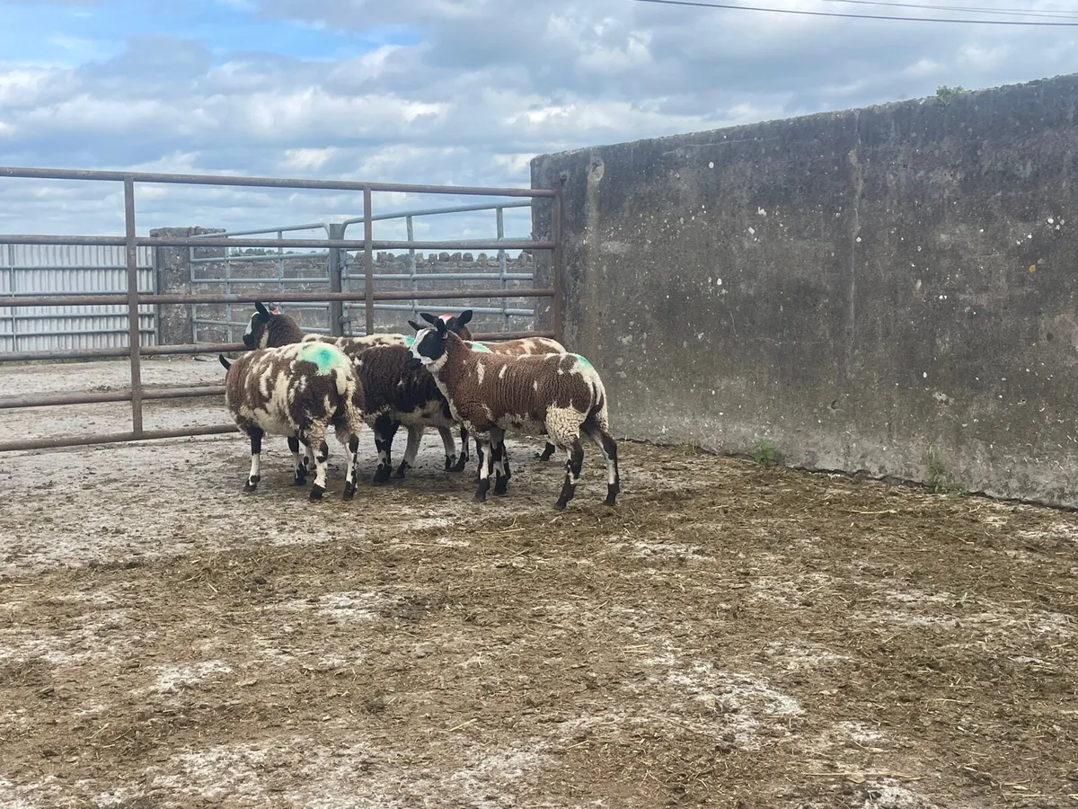Organic Dutch spotted Ewe lambs - Image 4