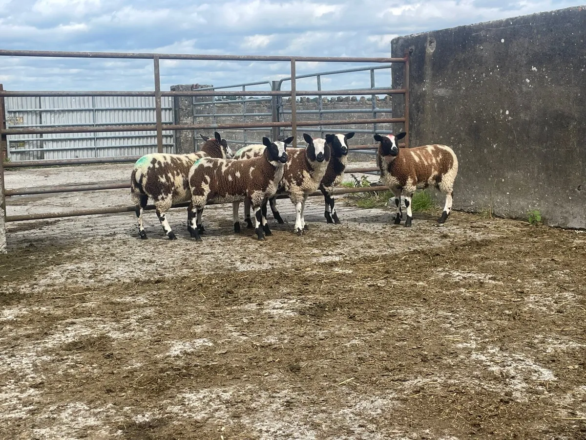 Organic Dutch spotted Ewe lambs - Image 1
