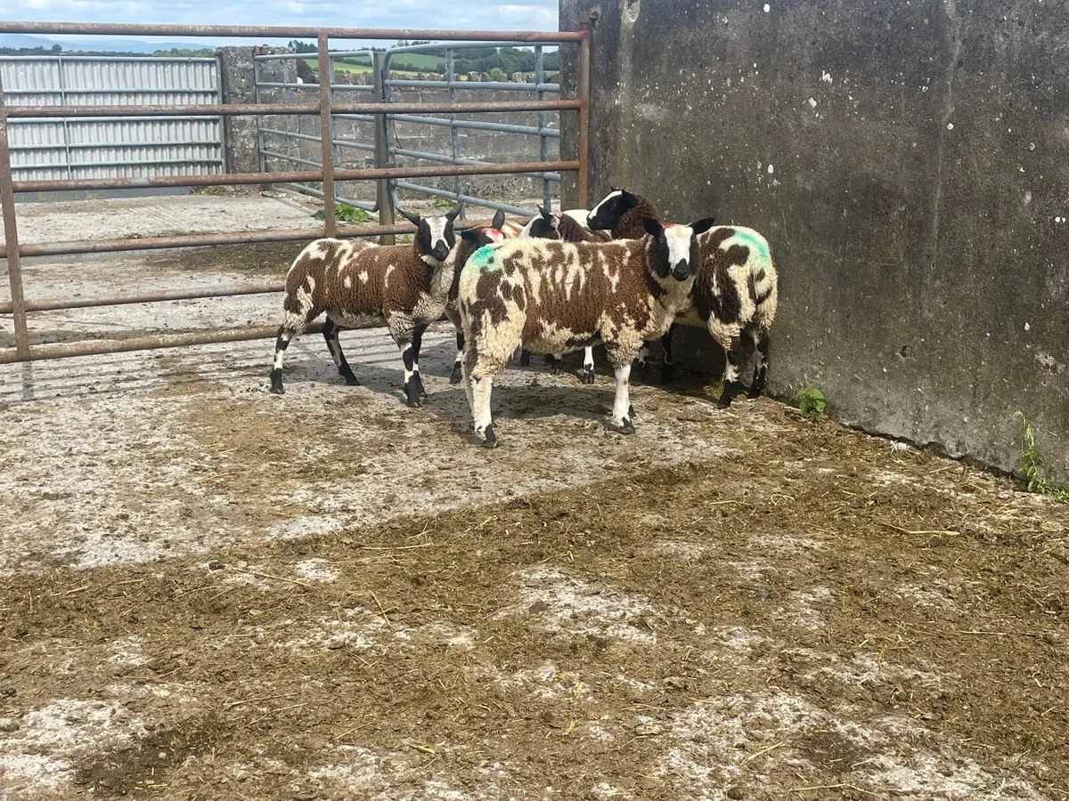 Organic Dutch spotted Ewe lambs - Image 2