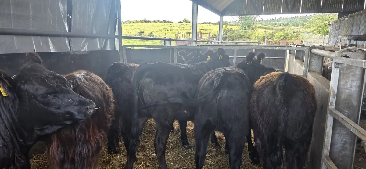 galloway heifers - Image 1
