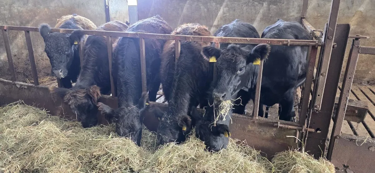 galloway heifers - Image 2