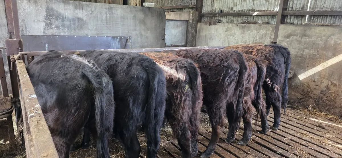galloway heifers - Image 3