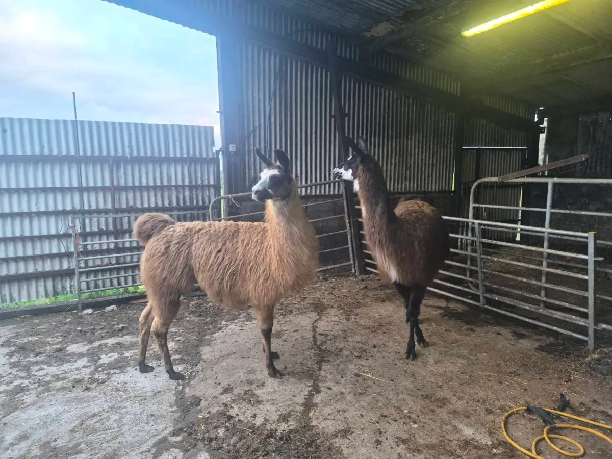 Llamas - Image 2