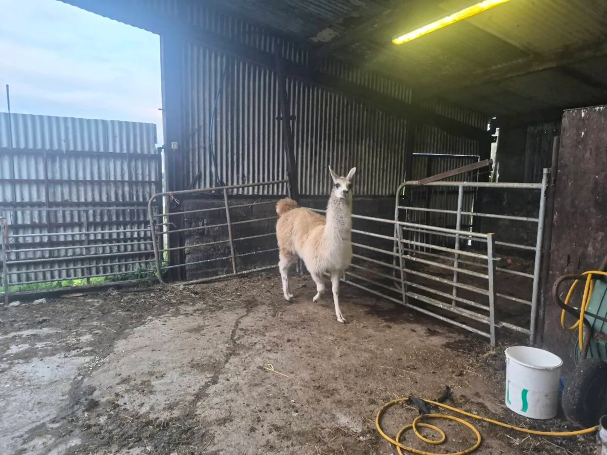 Llamas - Image 4