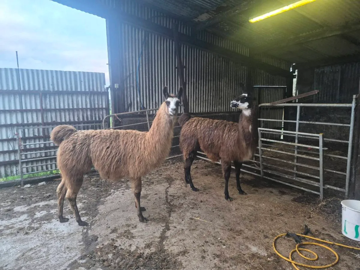 Llamas - Image 3