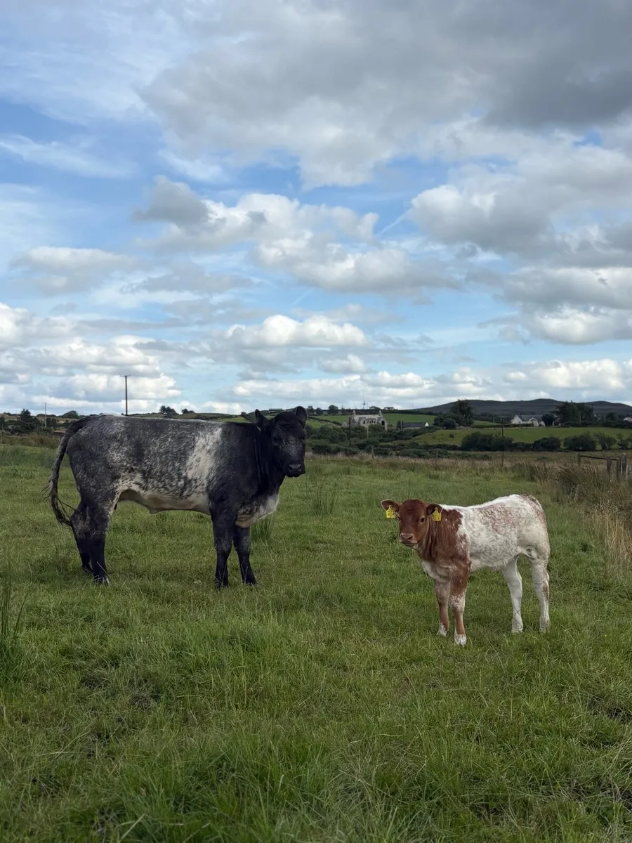 1st calfer with roan heifer calf at foot - Image 1