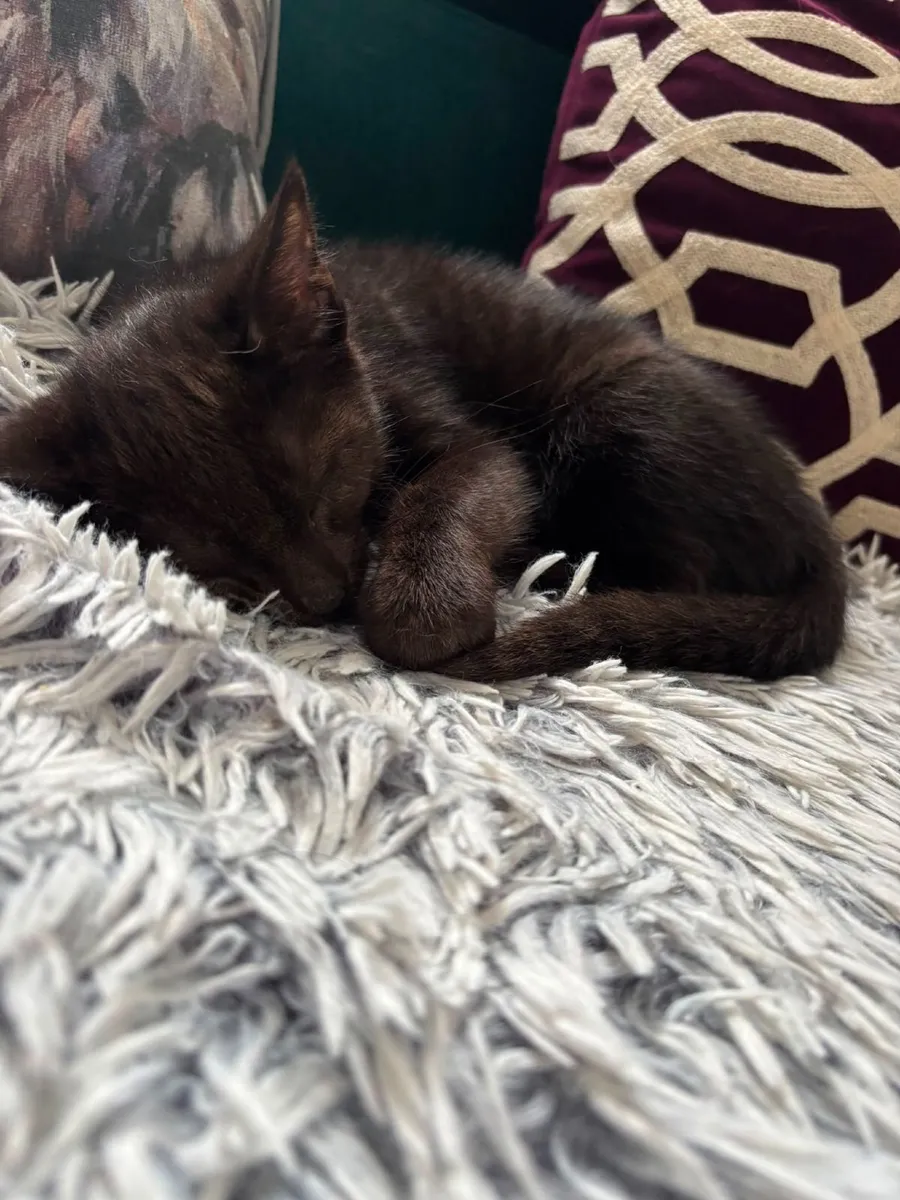 Kittens - Image 4