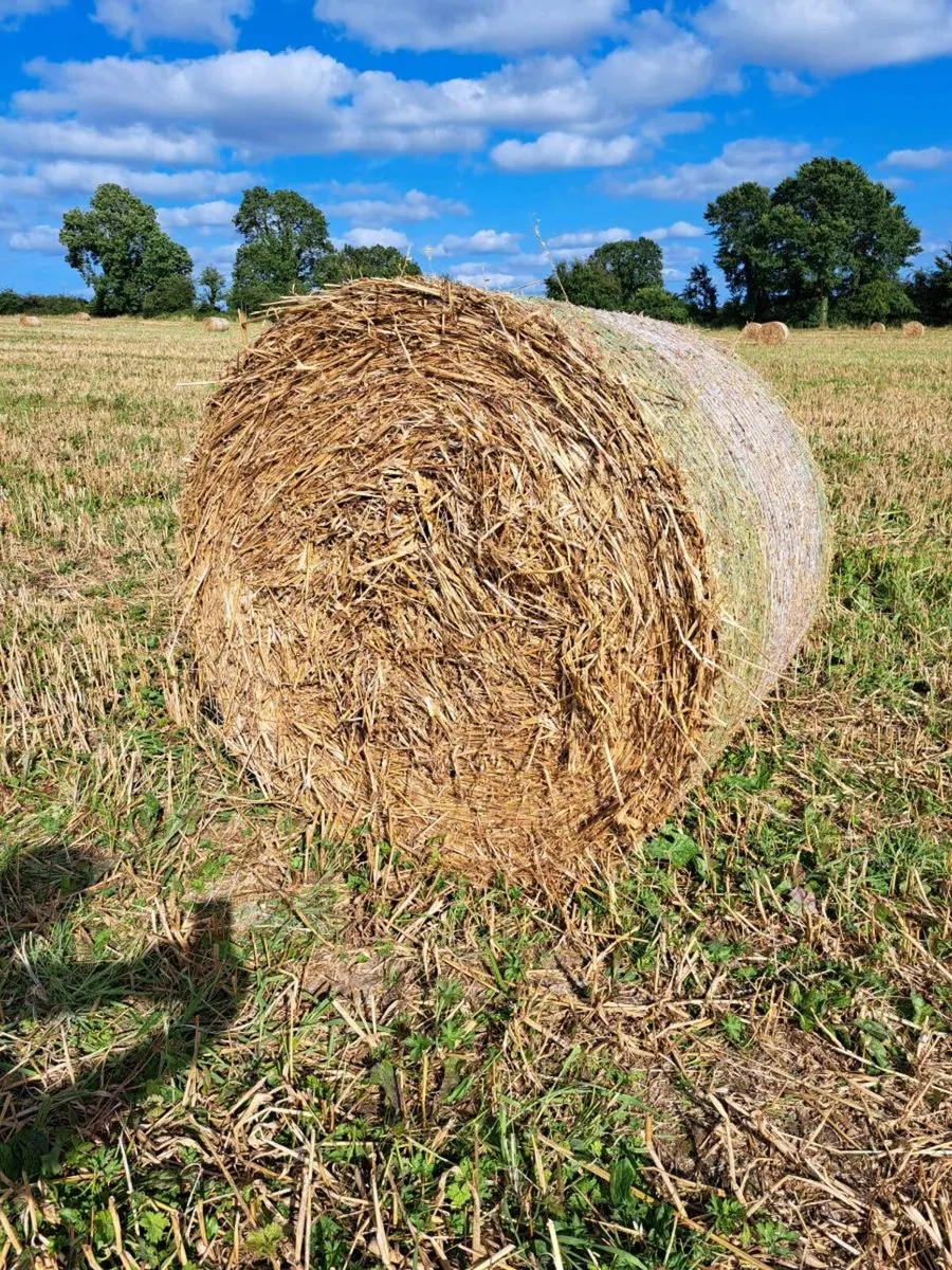 Organic oaten straw - Image 1