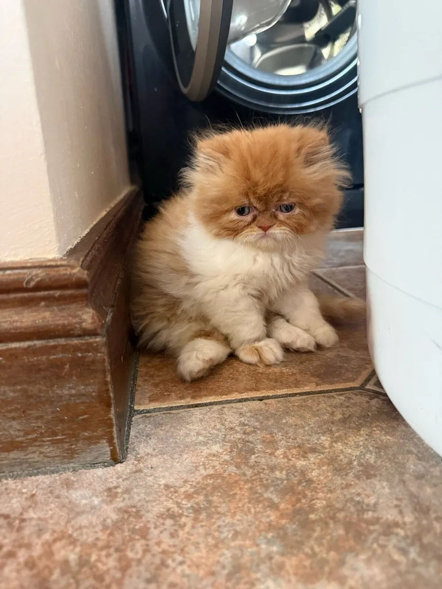 Persian Kittens - Image 1