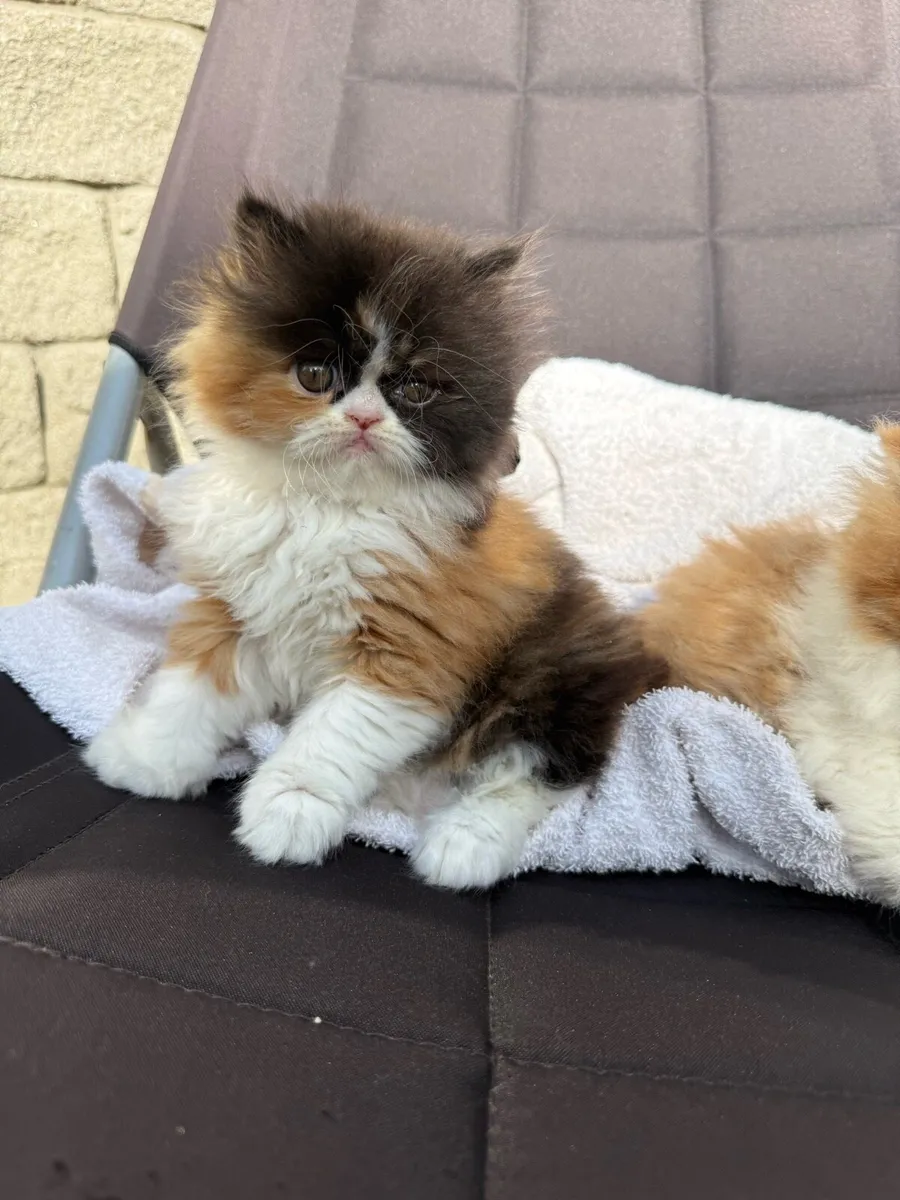 Persian Kittens - Image 2
