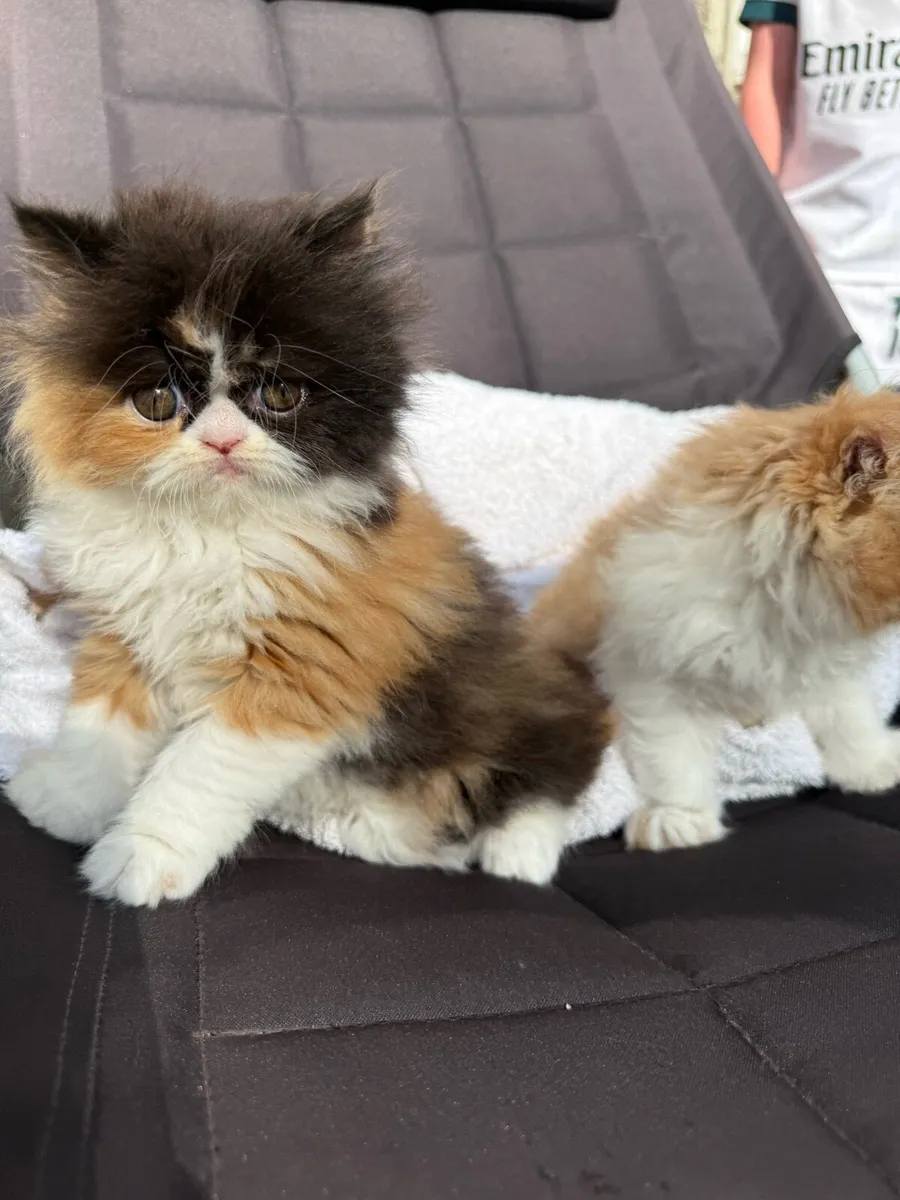 Persian Kittens - Image 3