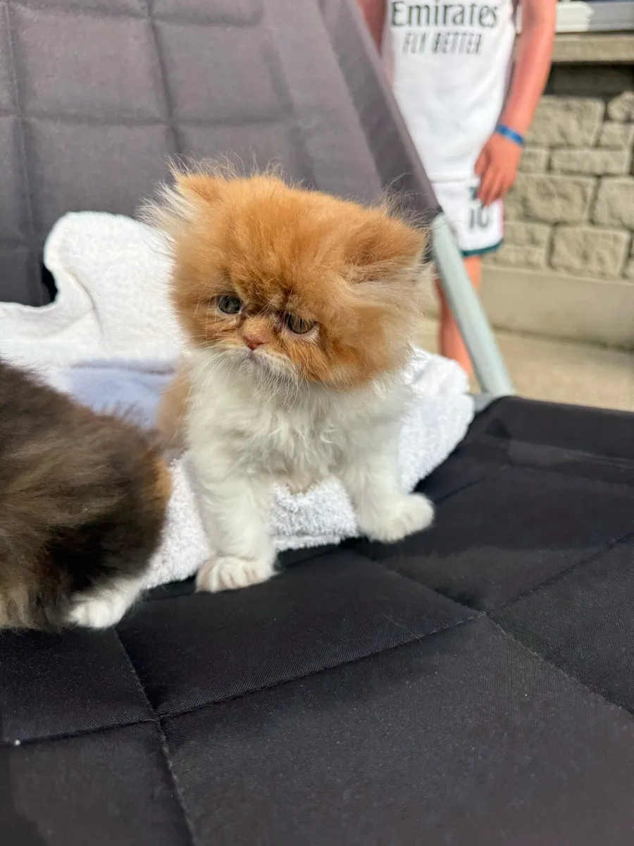 Persian Kittens - Image 4