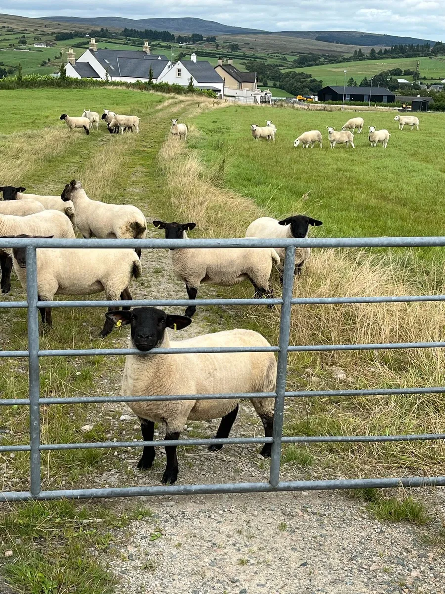 Hoggets - Image 2