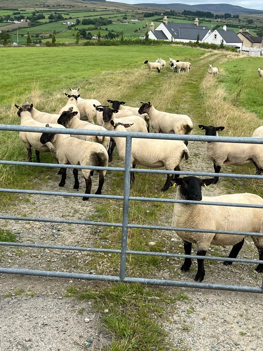Hoggets - Image 1