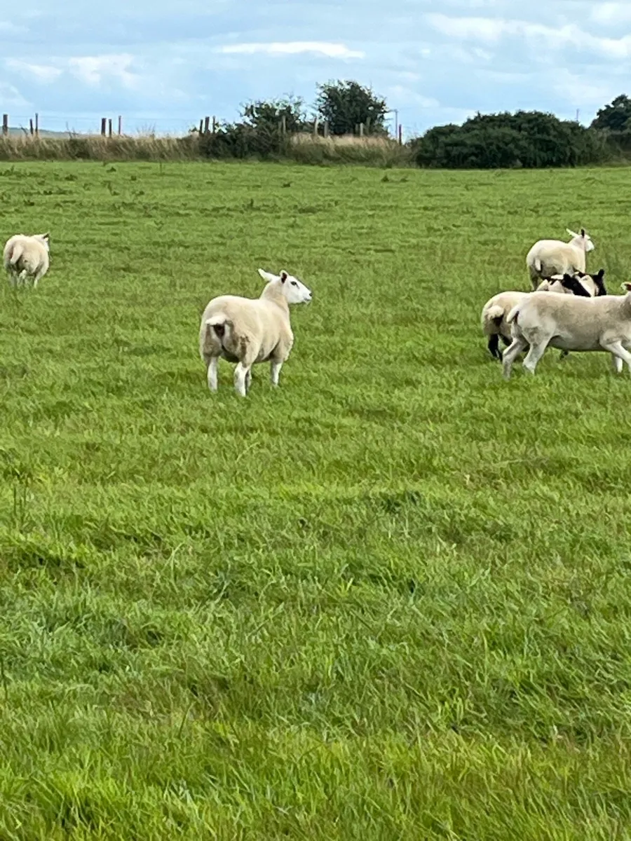 Hoggets - Image 3