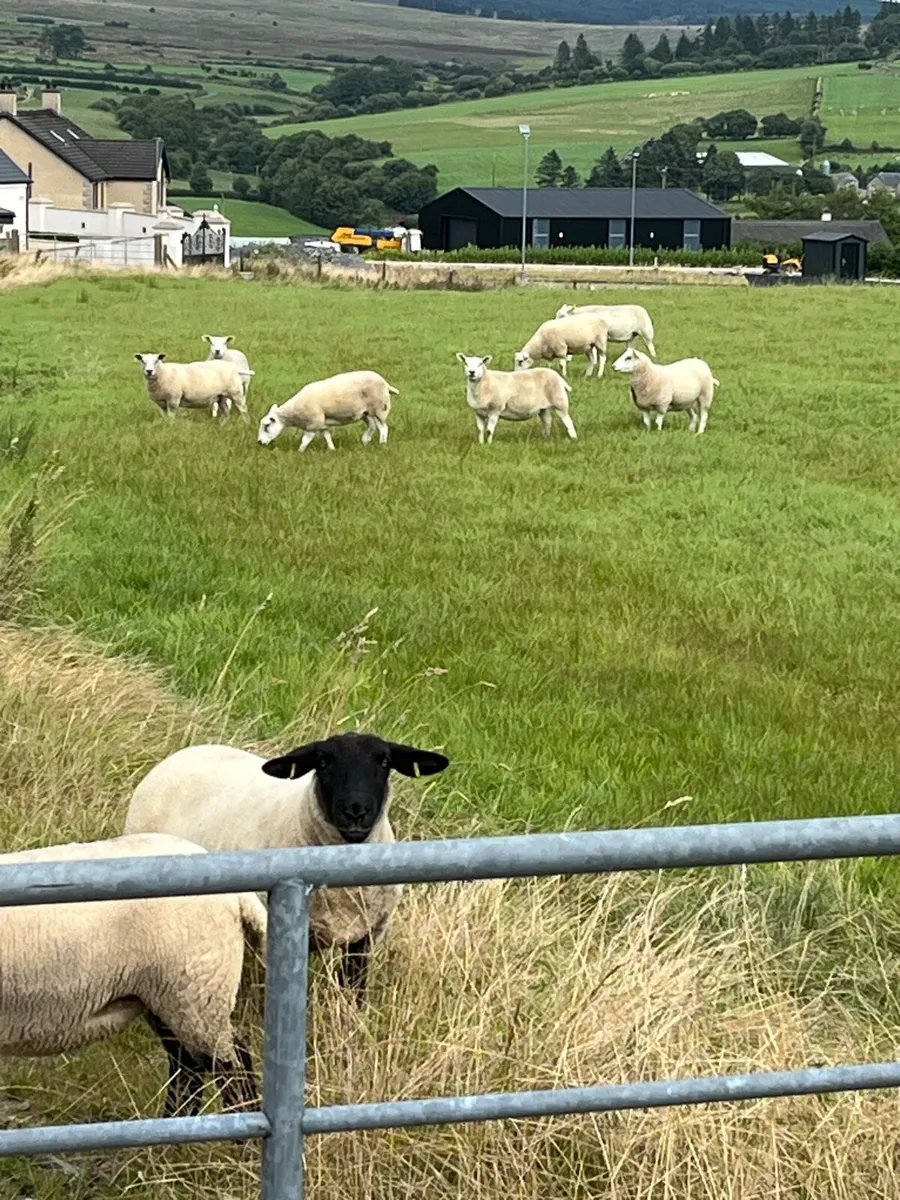 Hoggets - Image 4